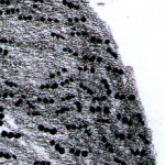mravenec-m