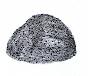 mravenec-m