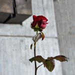 DSC_1014