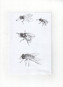 moucha (5)