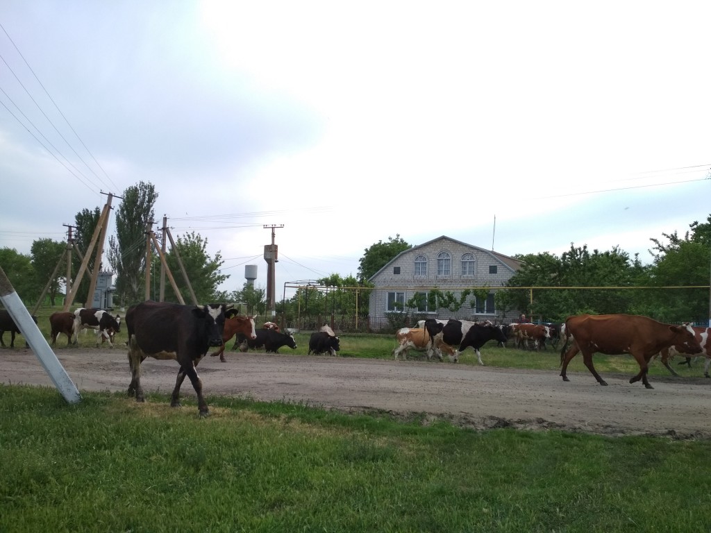 rytmus dne se řídí vyháněním na pastvu a dojením krav