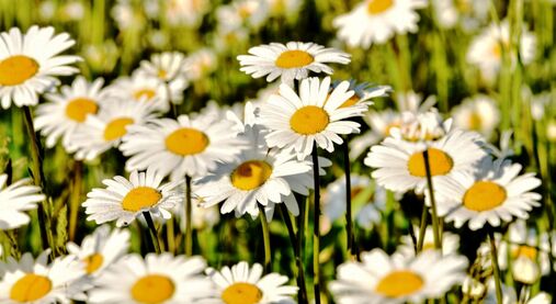 Poslední slovo: Namaluj mi církev
