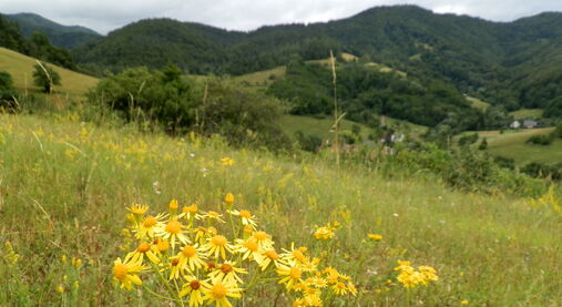 Dětství vysoko v horách