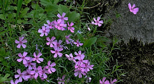 Pro evangelické zahradníky